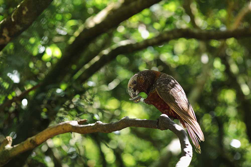 zealandia wellington