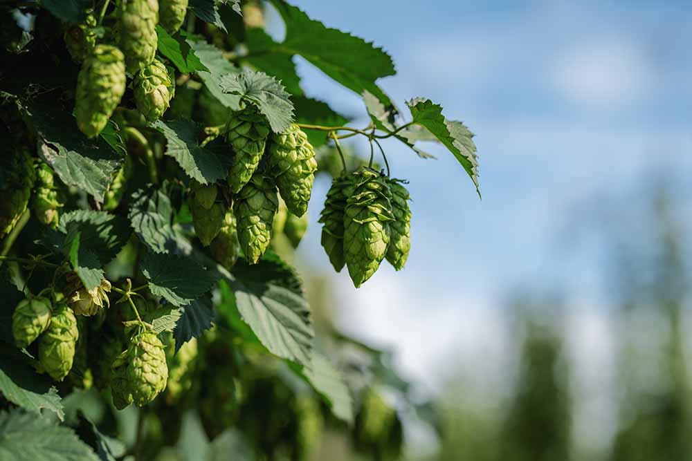hpa vic secret hop cones rostrevor showcase