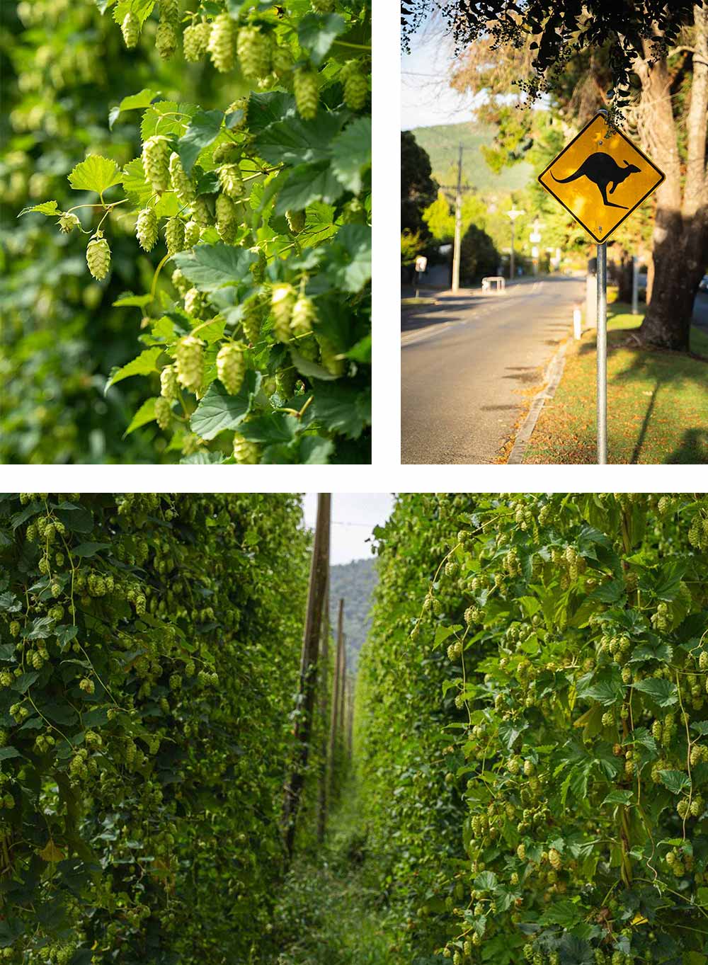 hpa rostrevor garden showcase