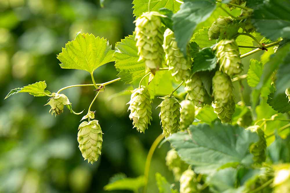 hpa rostrevor gardens hop showcase