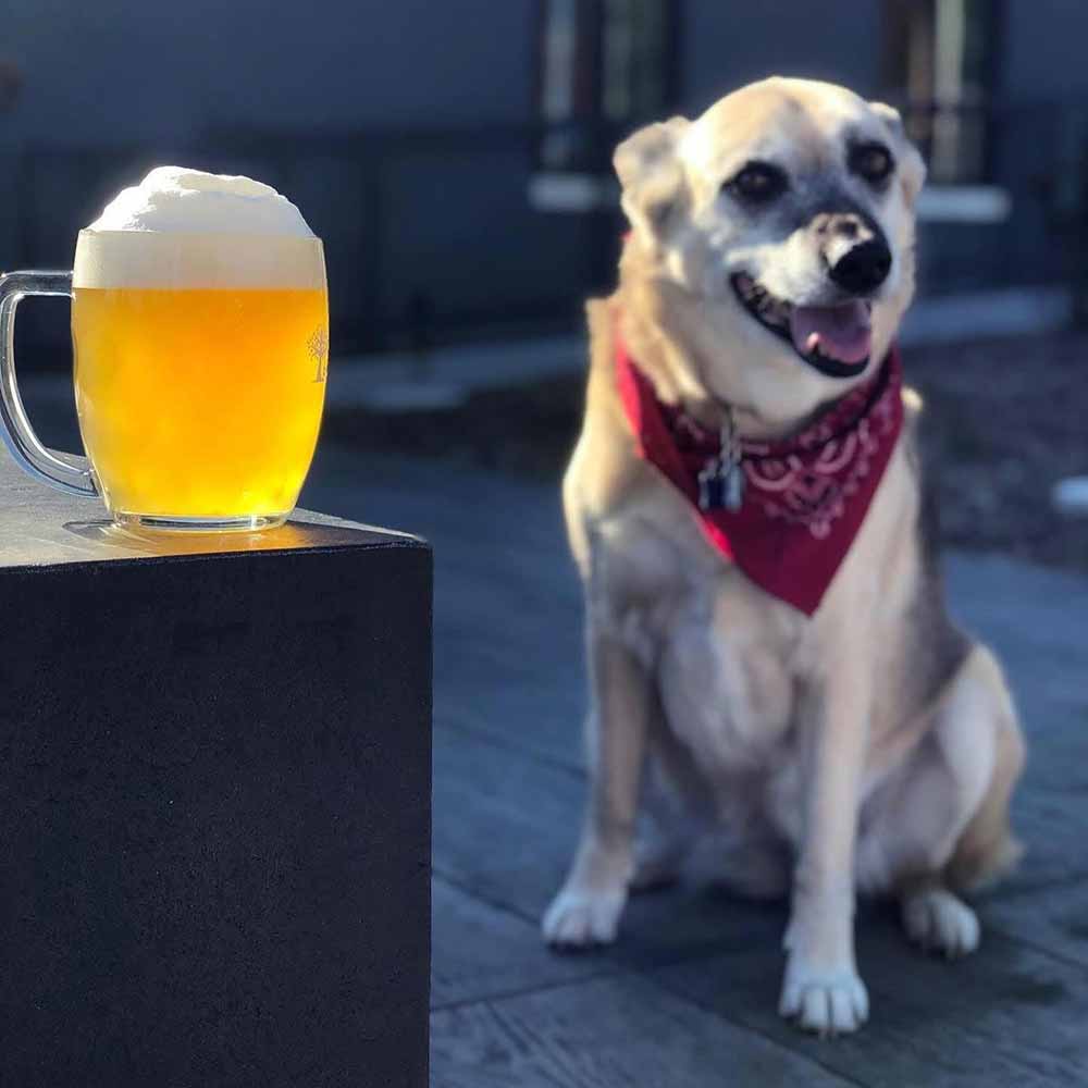 lua brewing dog iowa