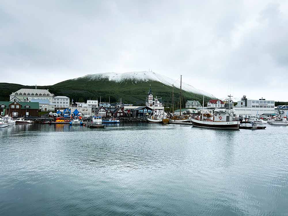 husavik iceland whale watching