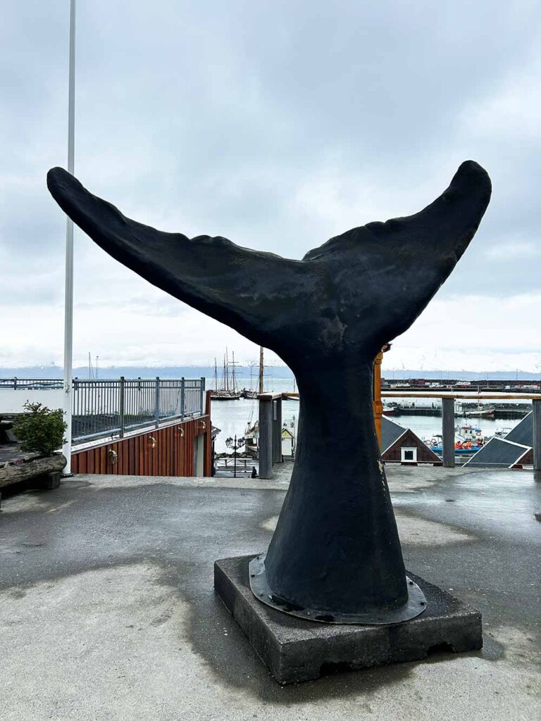 husavik iceland whale watching
