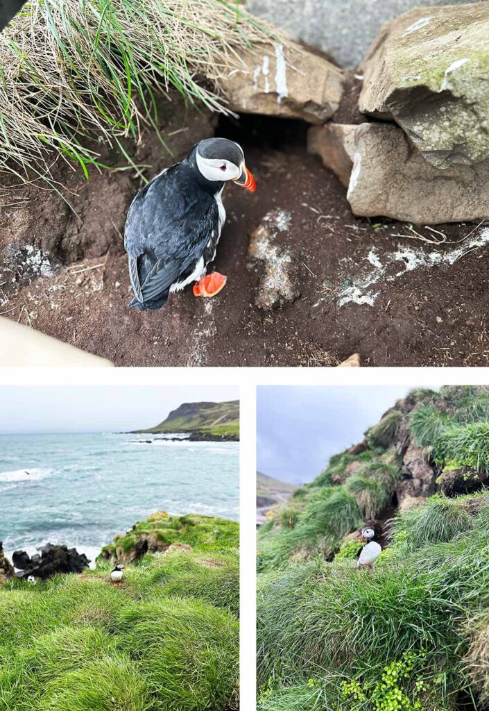 puffin island iceland