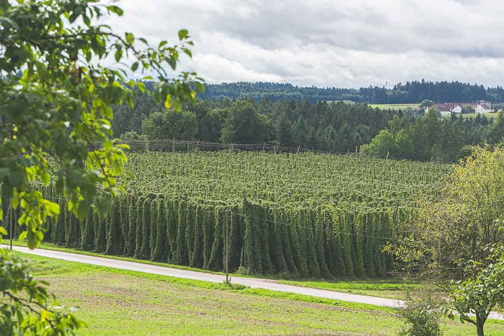 hallertau germany