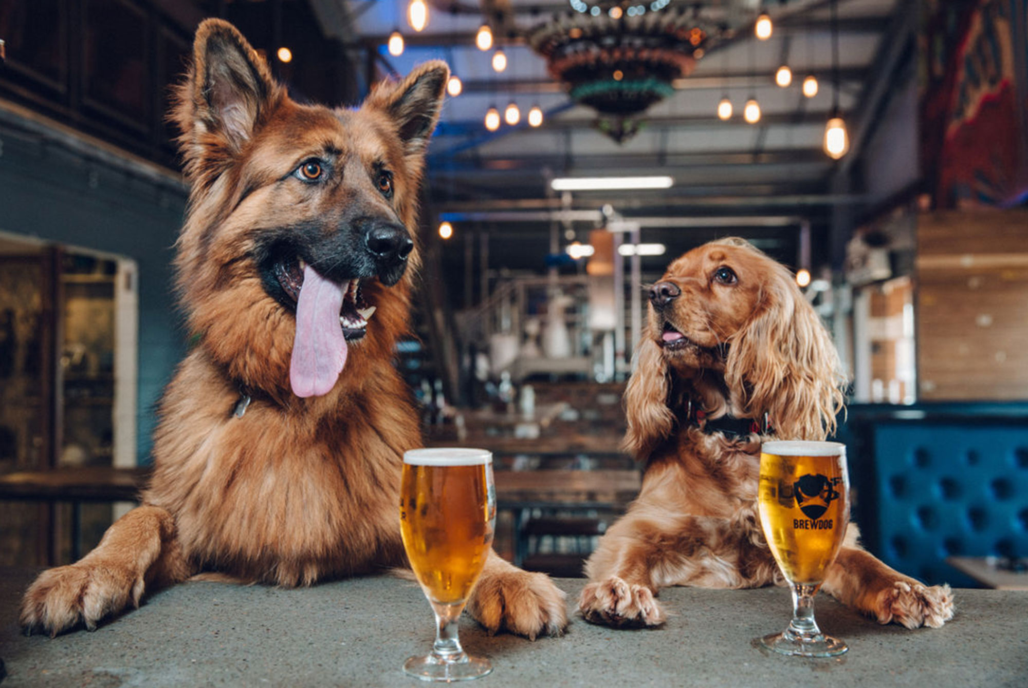 First Brewery Offers Parental Leave — For Dog Owners