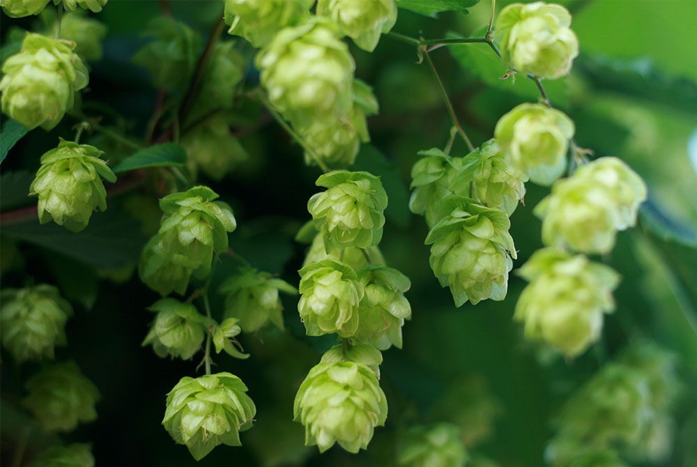 What Are Hops?