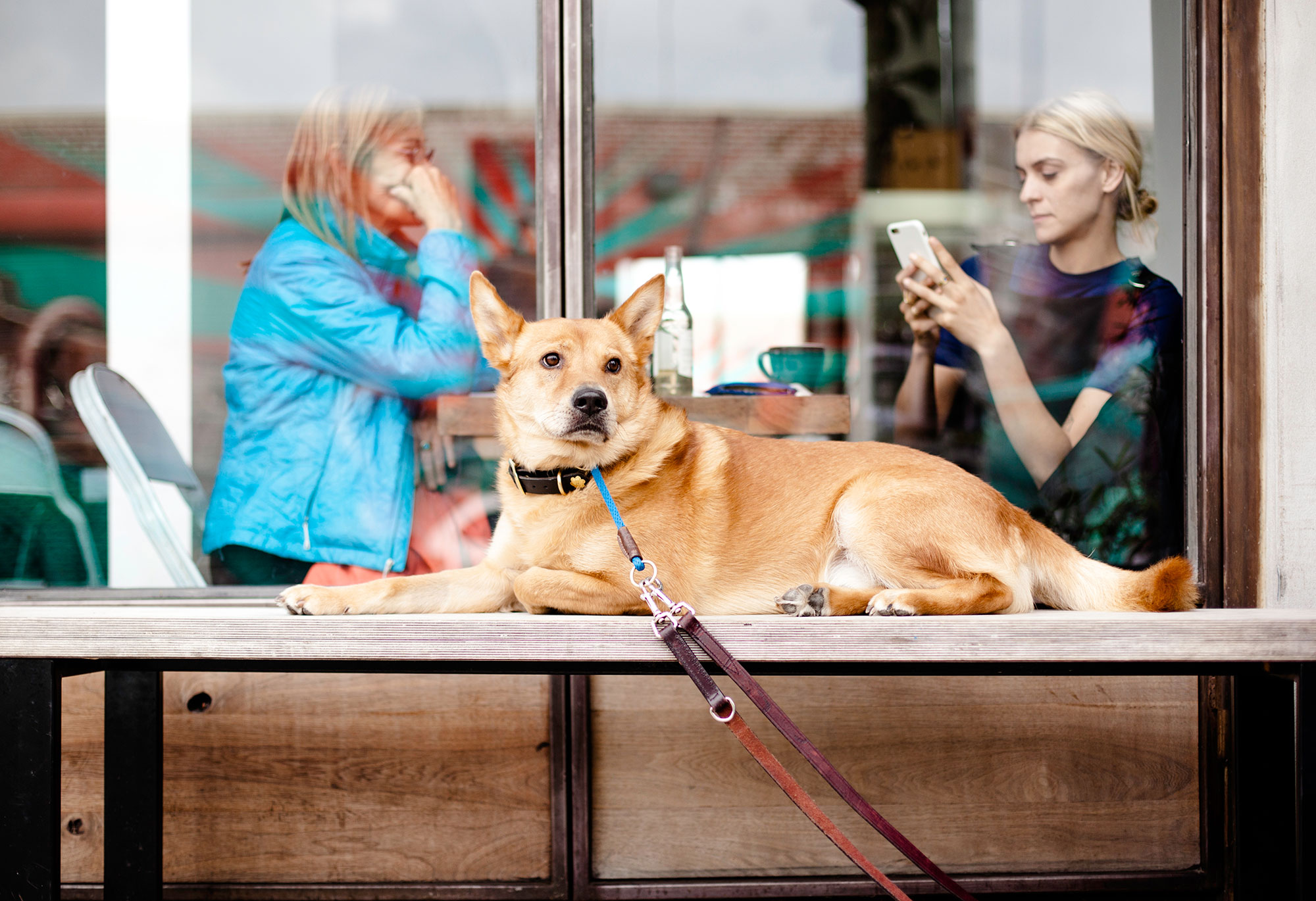 Why Can’t I Bring My Dog to the Bar?