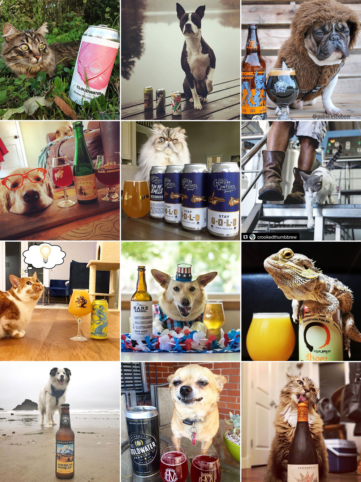 Our 12 Favorite Beer-Drinking Pets on Instagram