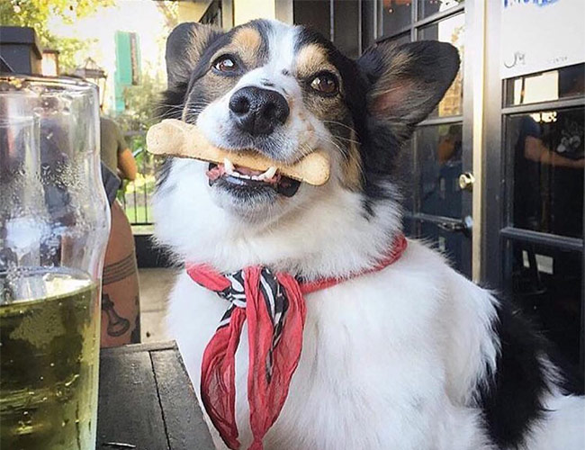 dog friendly pubs near my location