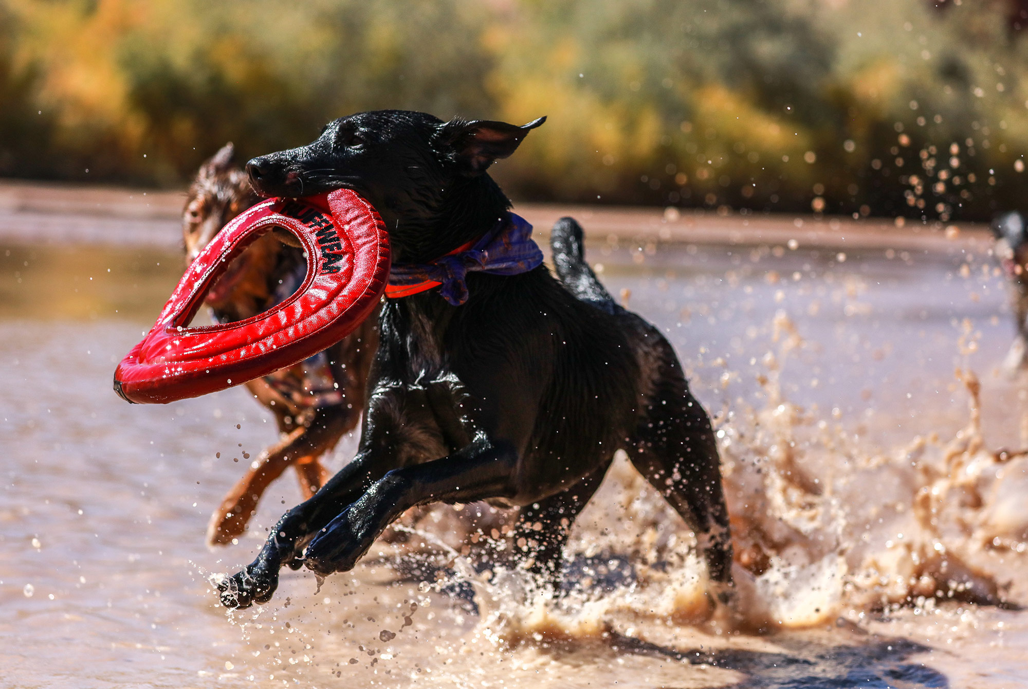 The Gear Every Beer Loving Pet Owner Needs