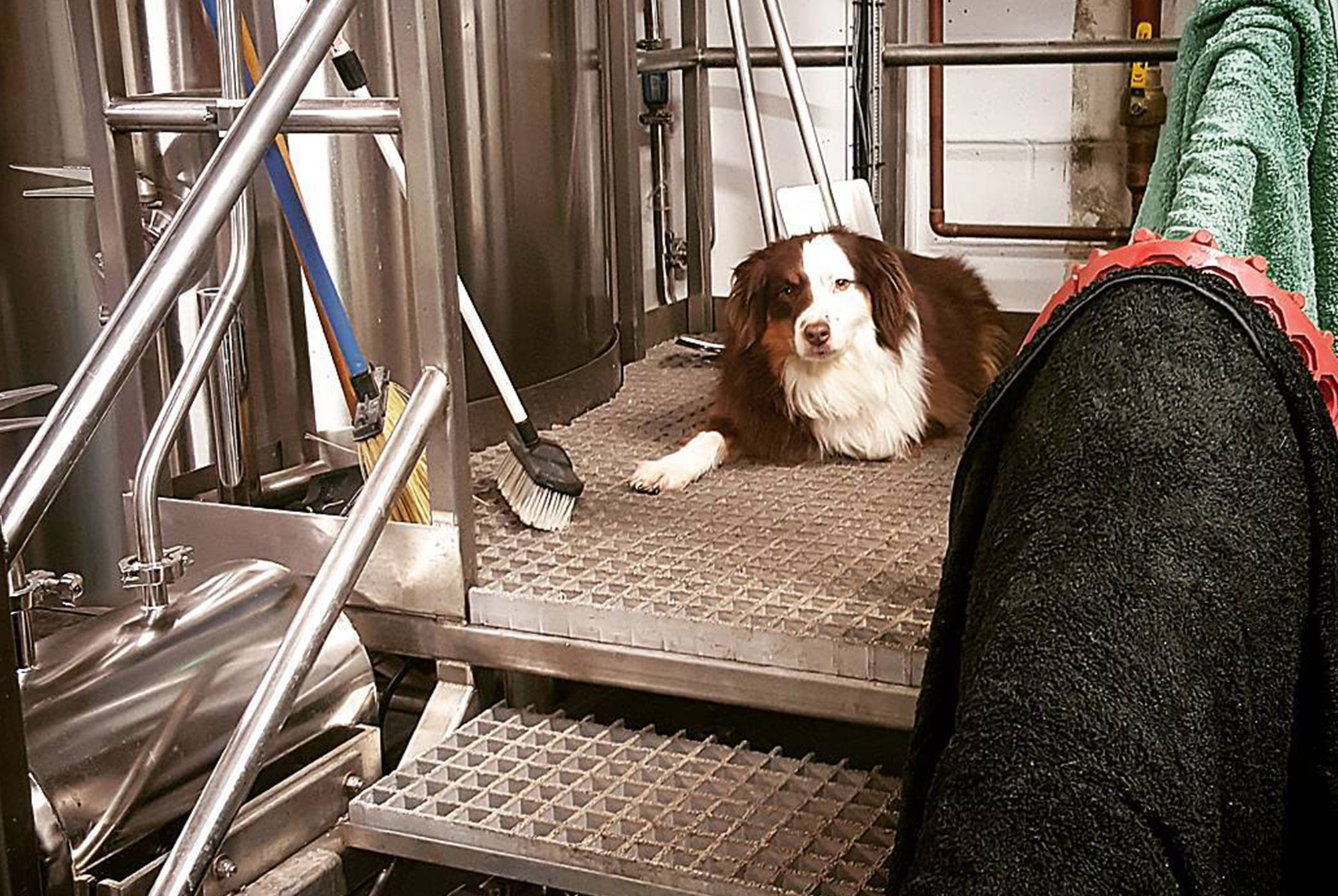 How Dogs Shaped Some of Our Favorite Breweries