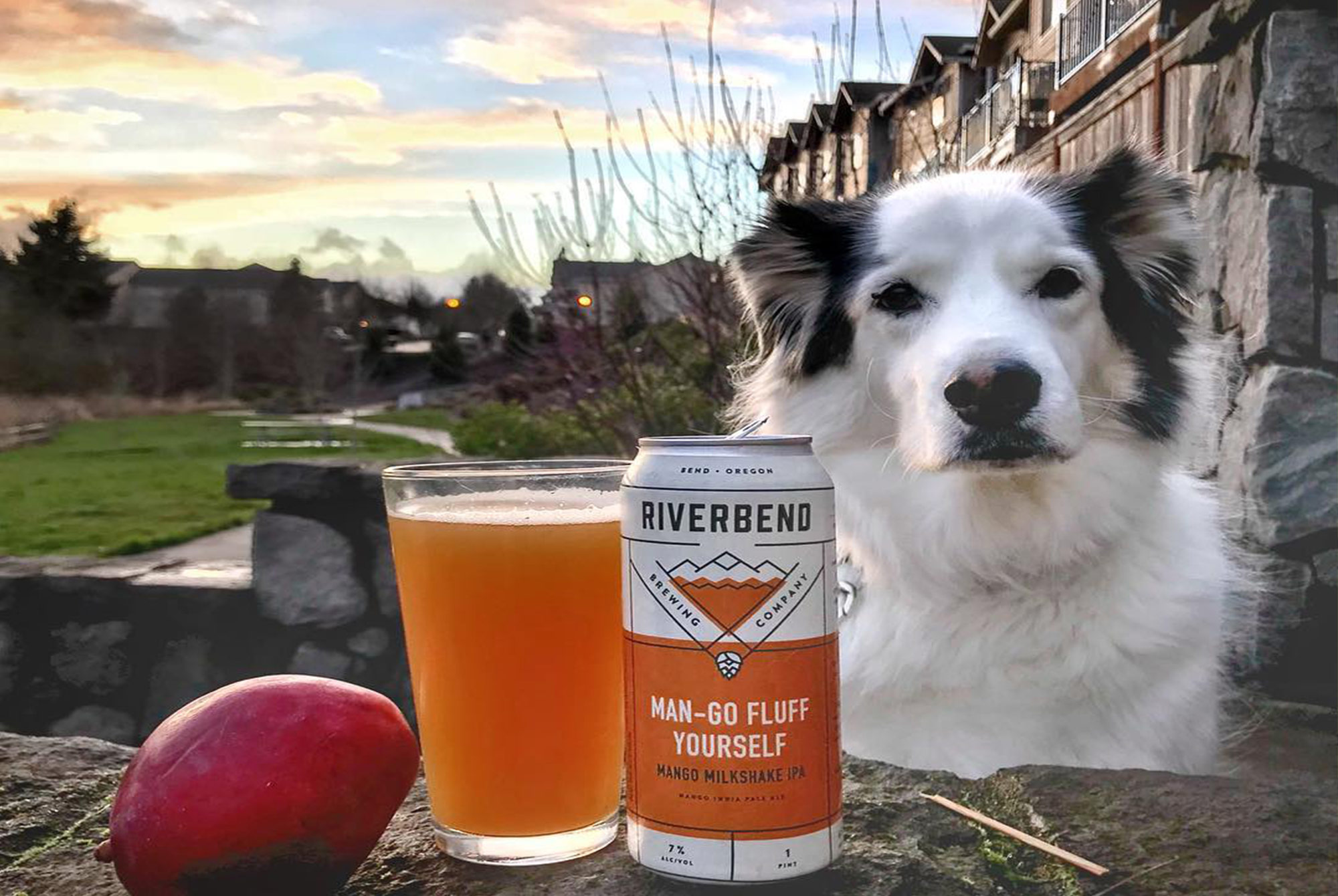 The Weird World of Dog and Beer Instagram Accounts