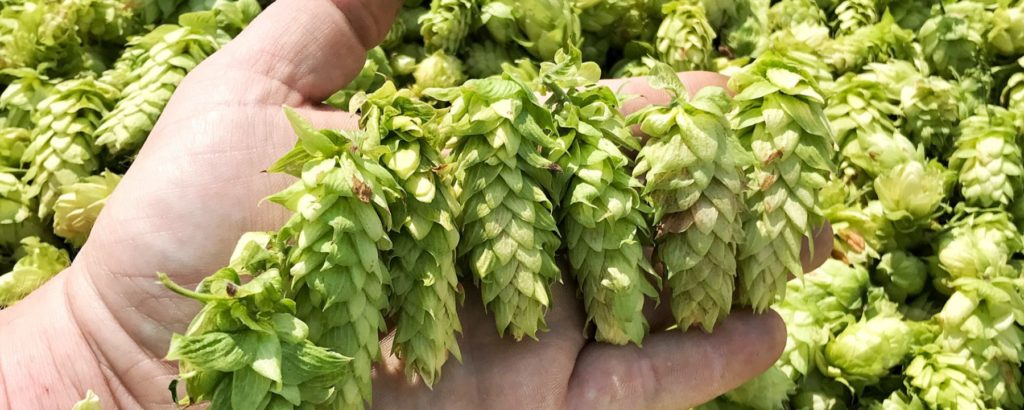 hops at home