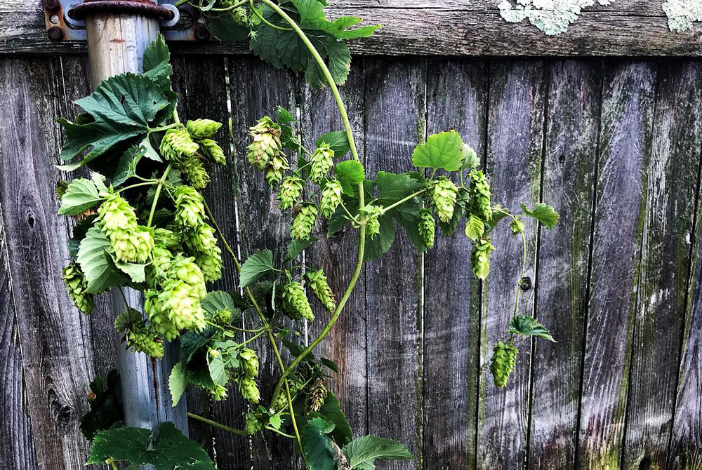 How to Grow Hops at Home