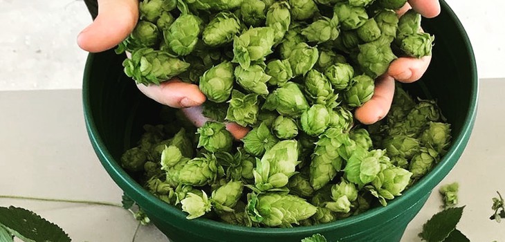 hops at home
