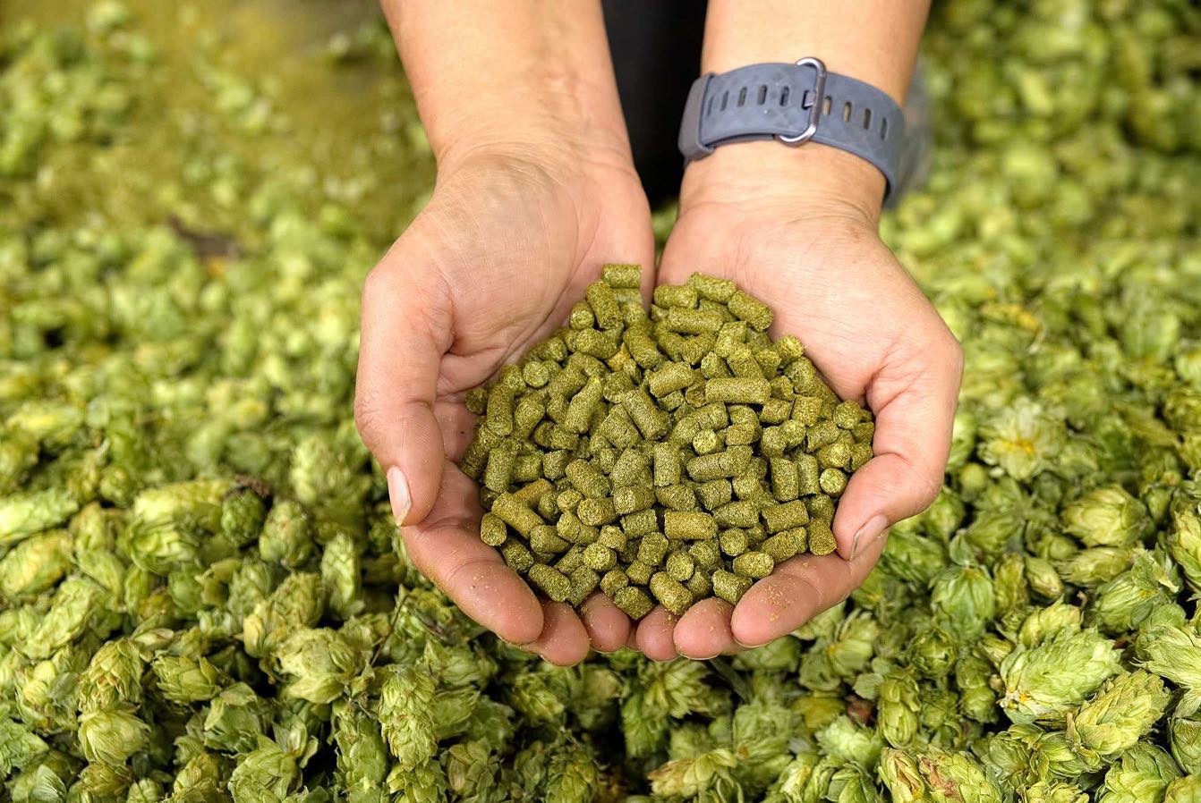 What Are Brewers’ Favorite Hops in 2020?