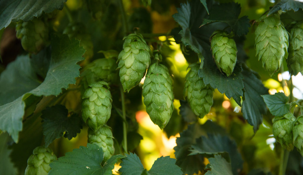 roy farms hops