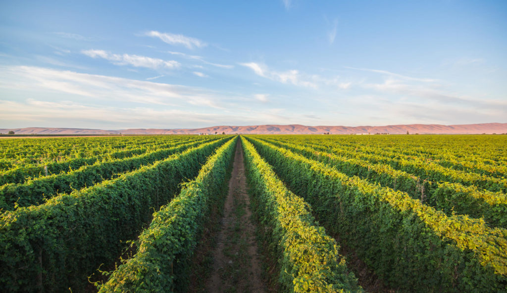 roy farms hops