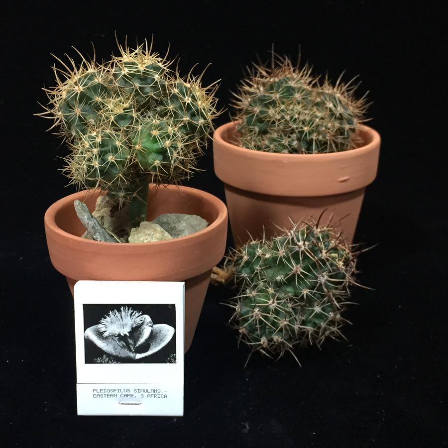 cactus store los angeles