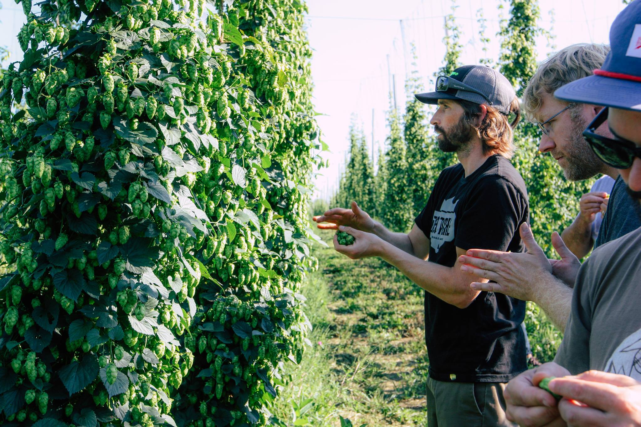 Hop Farms & How to Grow Hops in New England