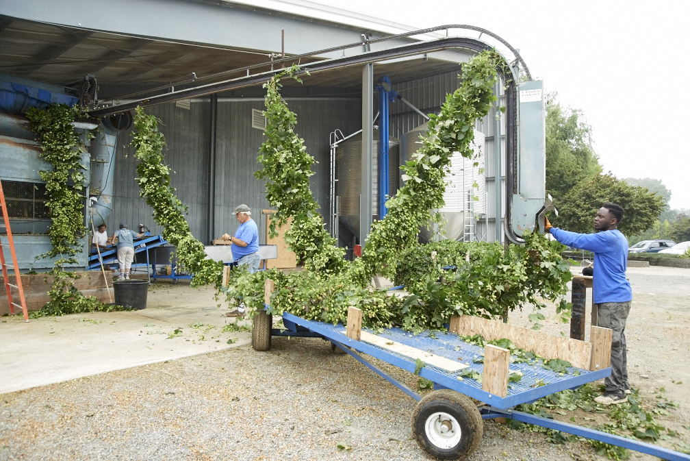 hop yard hop harvest