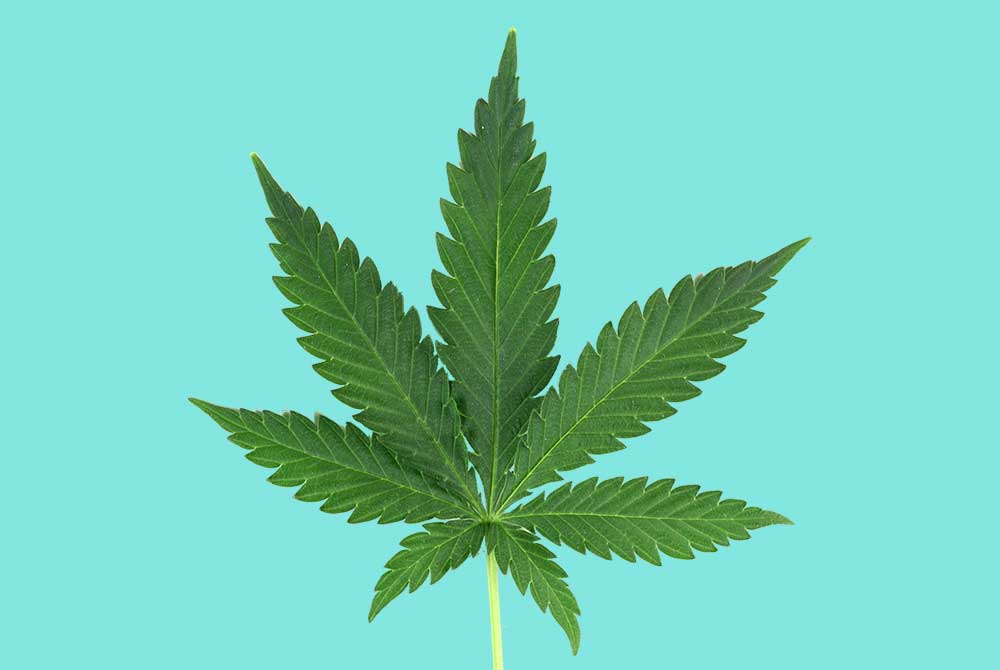 Indica Cannabis Leaf