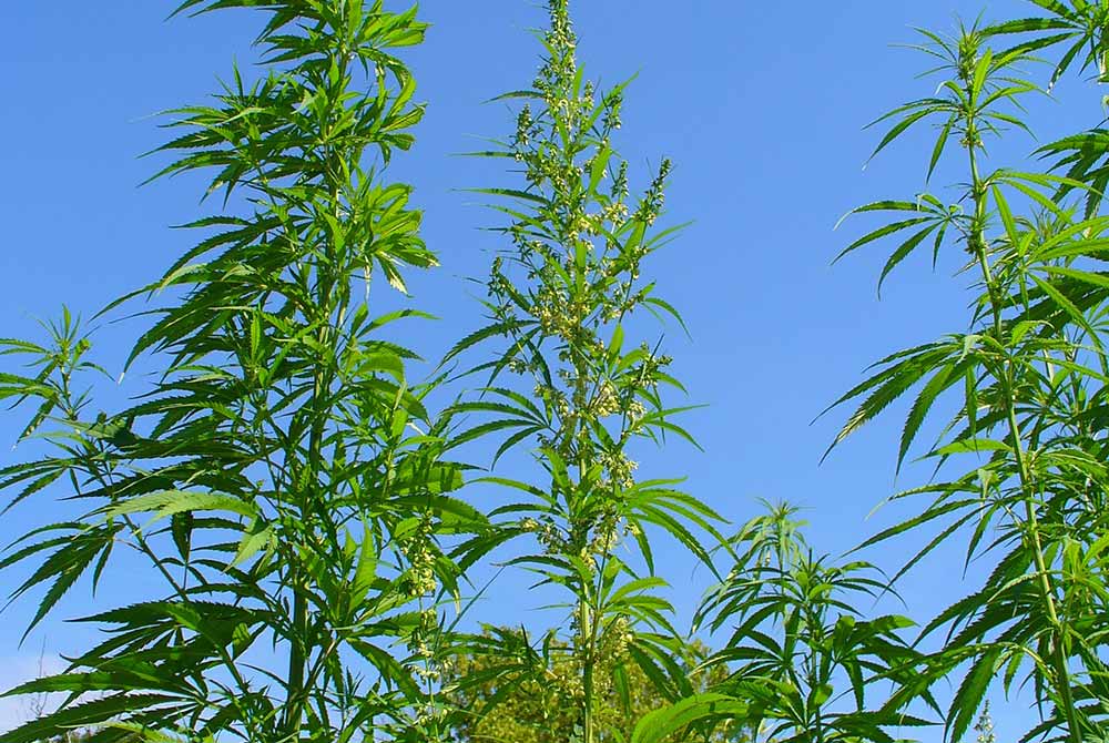 Sativa Cannabis Plant