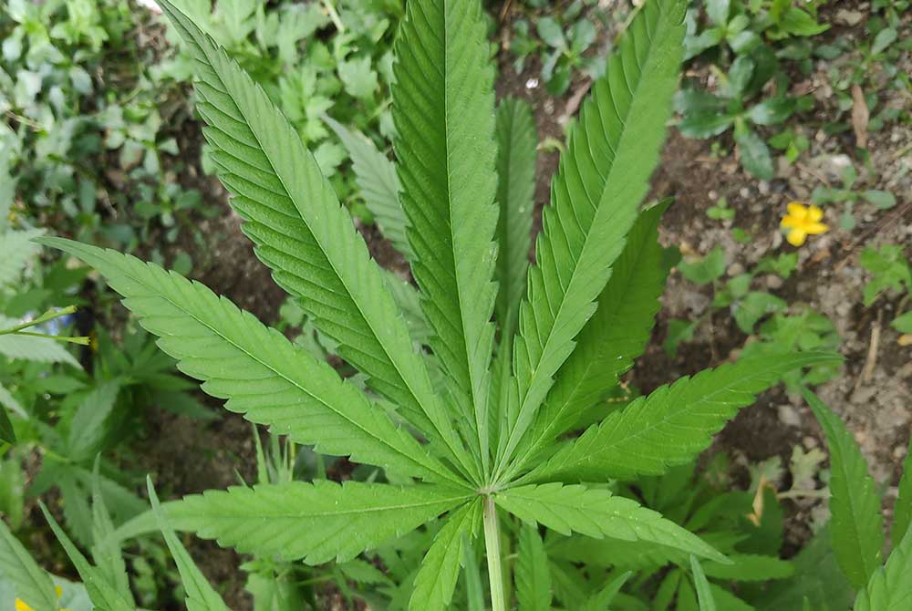 Sativa Cannabis Leaf