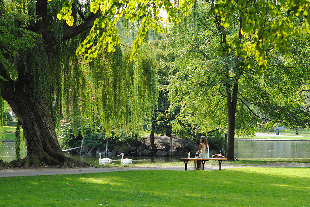 boston public garden summer guide