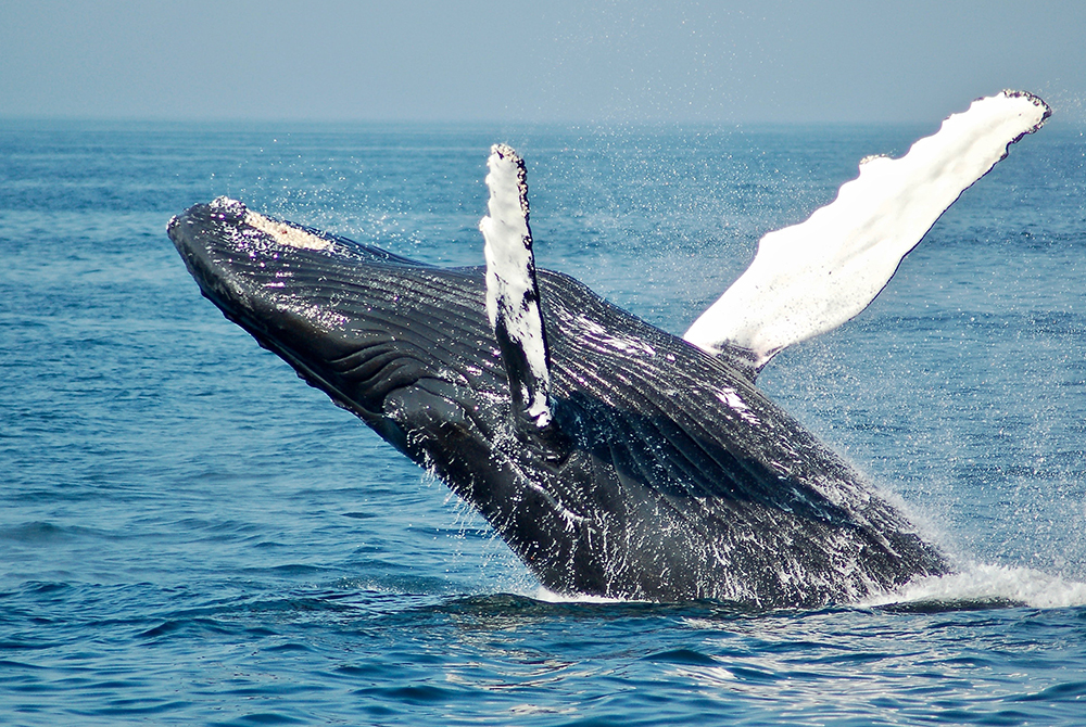 boston summer whale watching