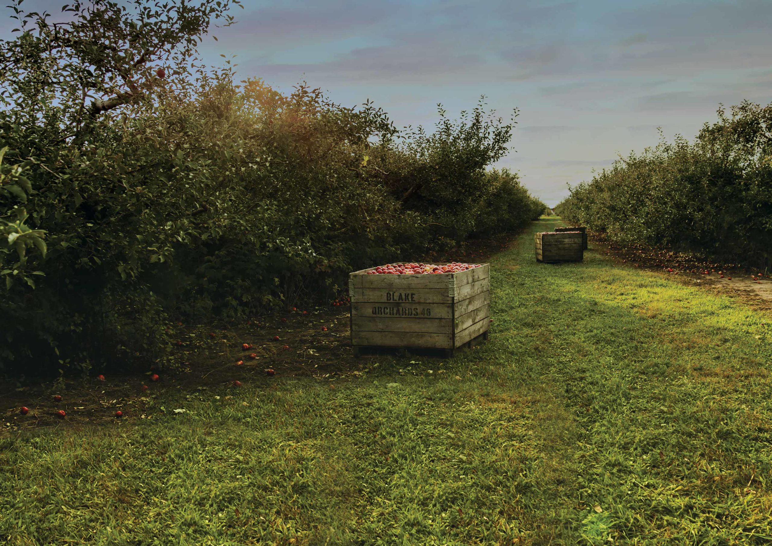 From Farm To Table: The Story Of Blake’s Hard Cider