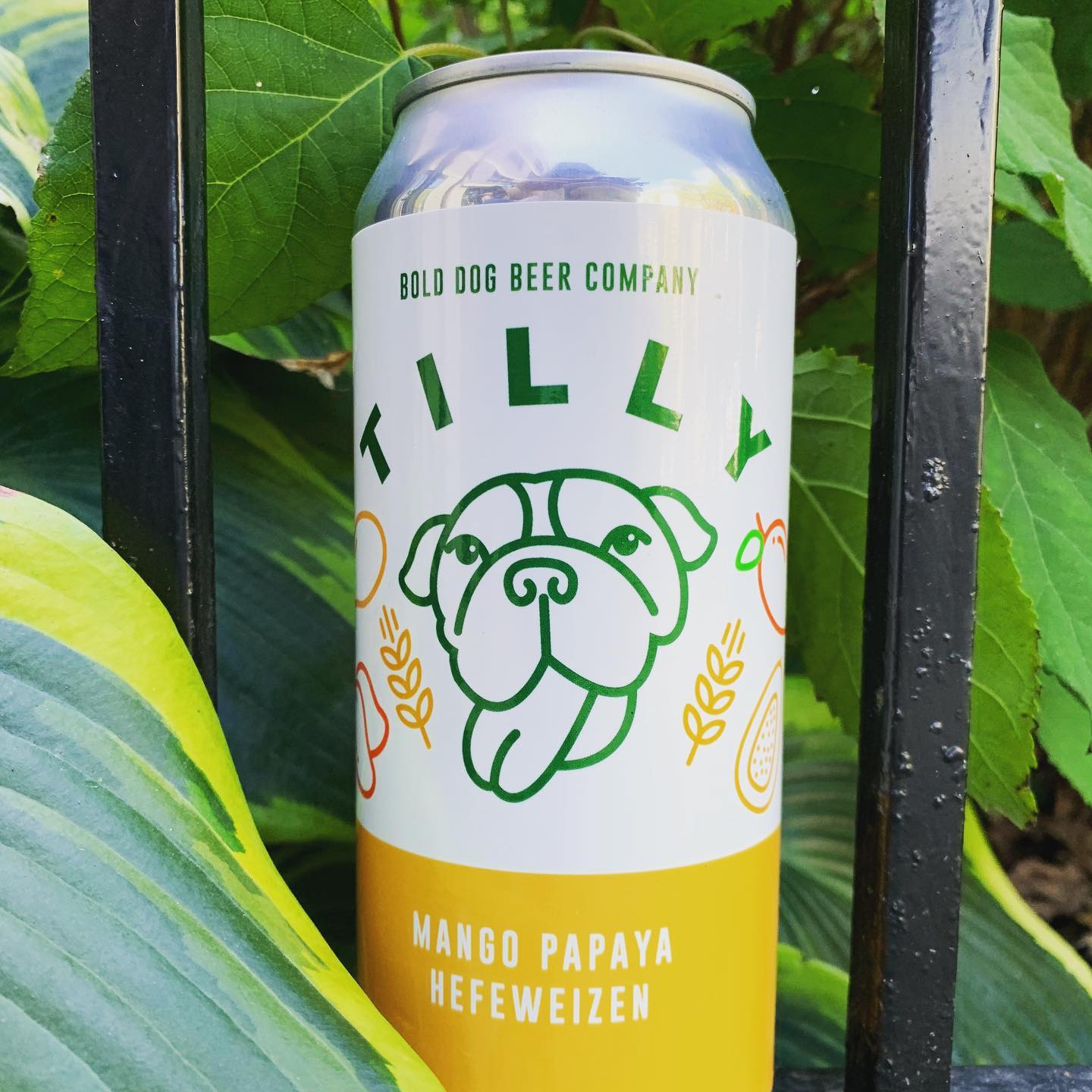 bold dog beer co tilly