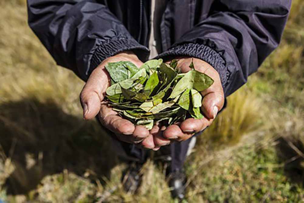 coca leaves