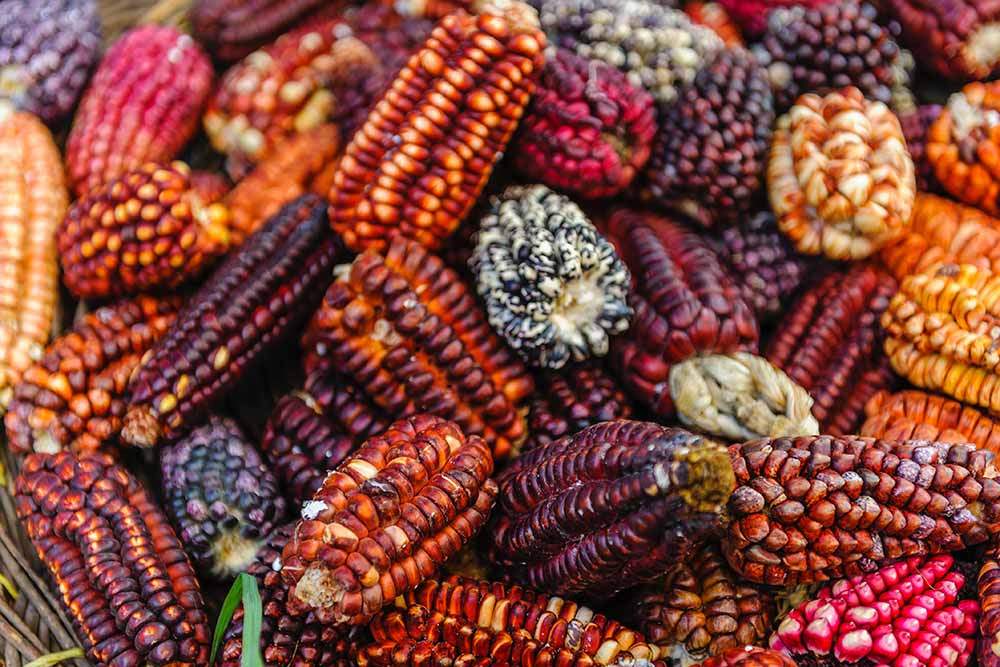 peruvian corn