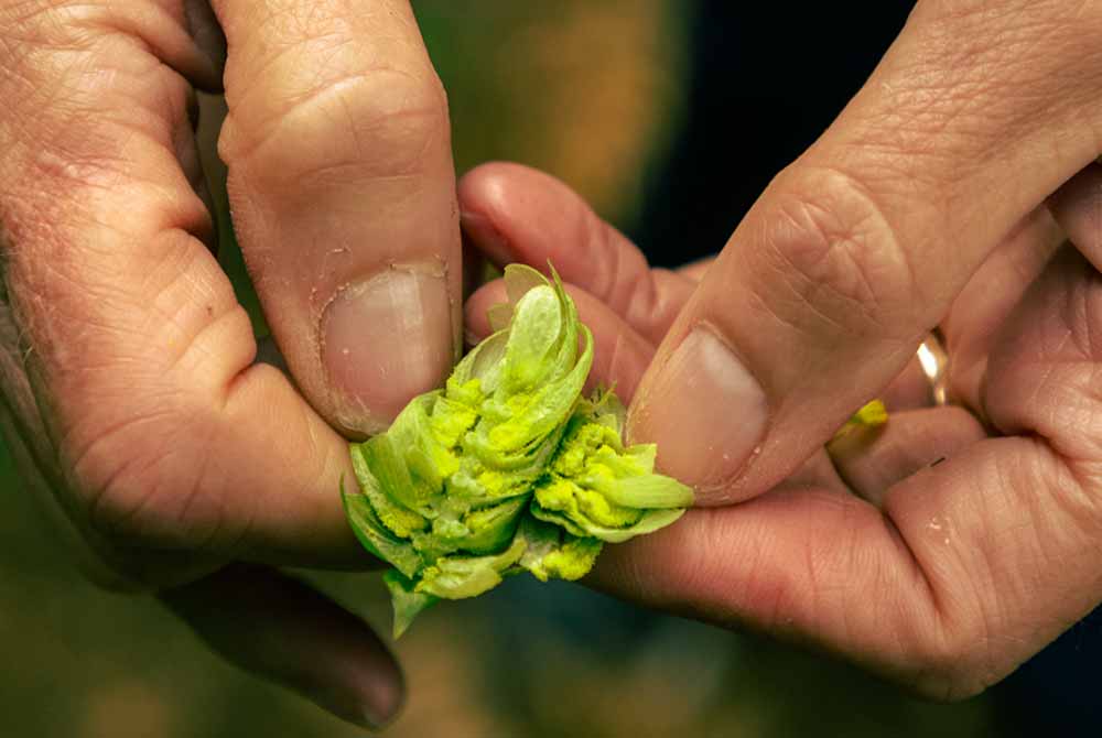 yakima valley hops