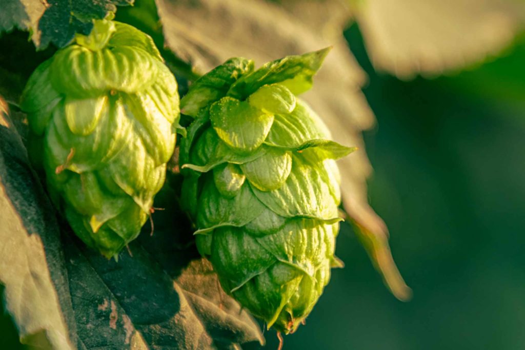 yakima valley hops