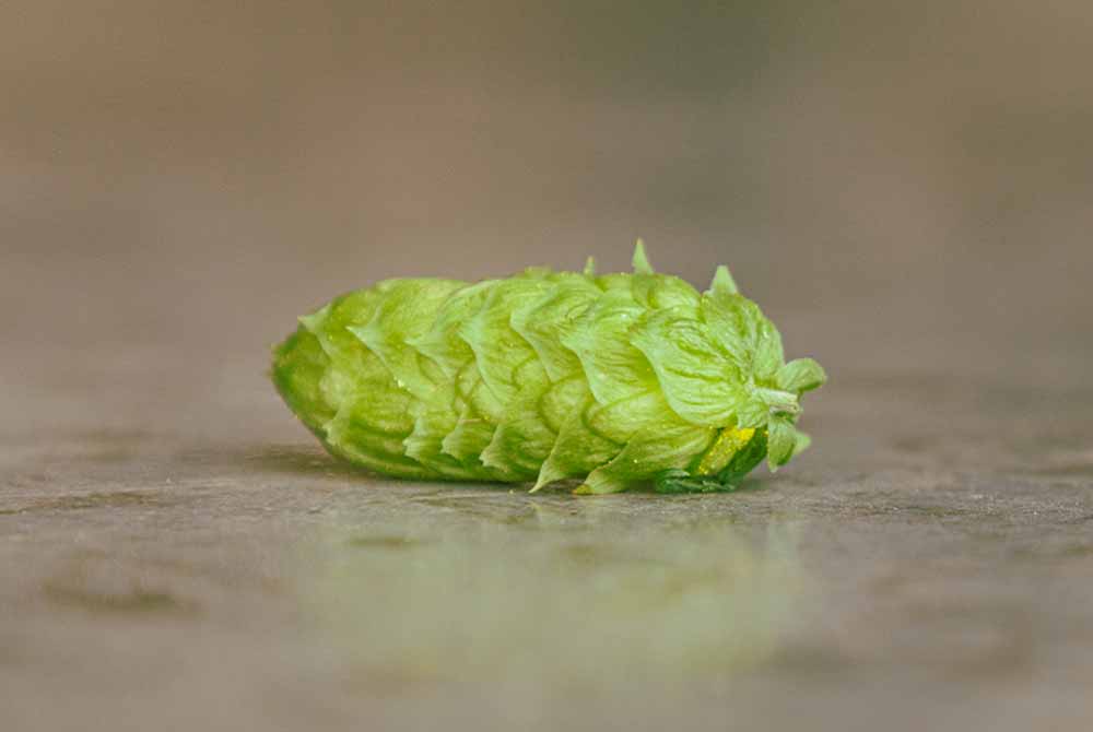 yakima valley hops hottest hops