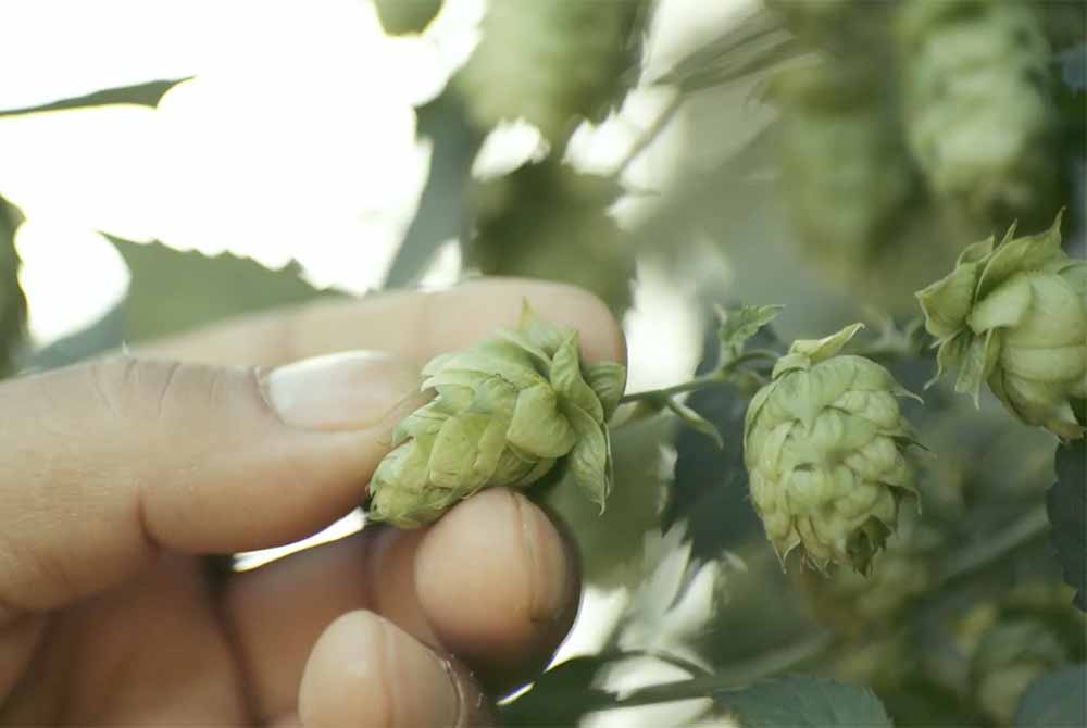 firestone walker brewing company hop harvest film