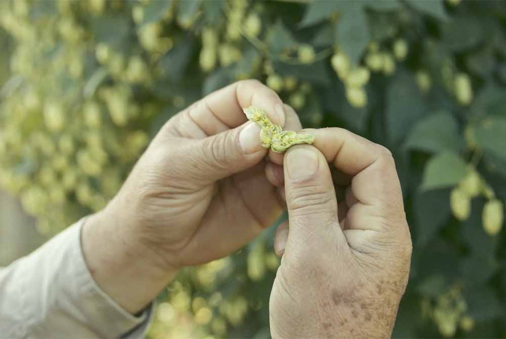 firestone walker brewing company hop harvest film