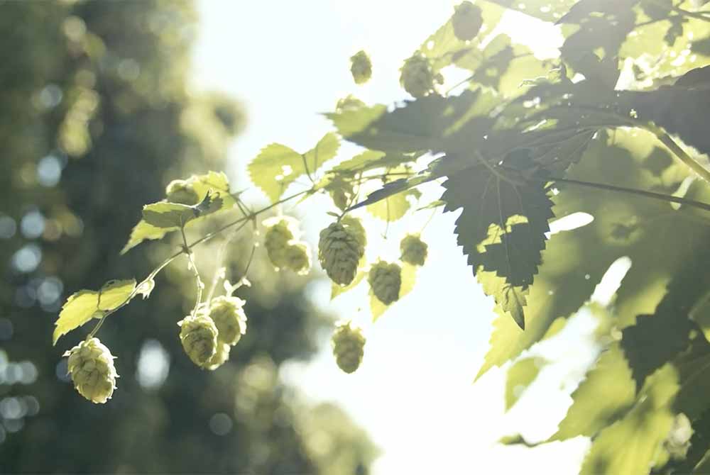 firestone walker brewing company hop harvest film