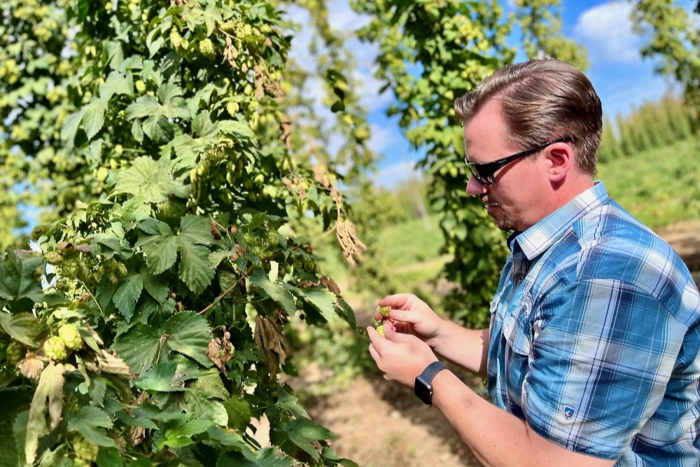 sierra nevada celebration ale hop picking