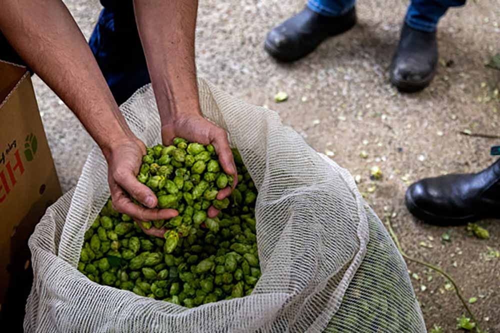 hop products australia fresh hops