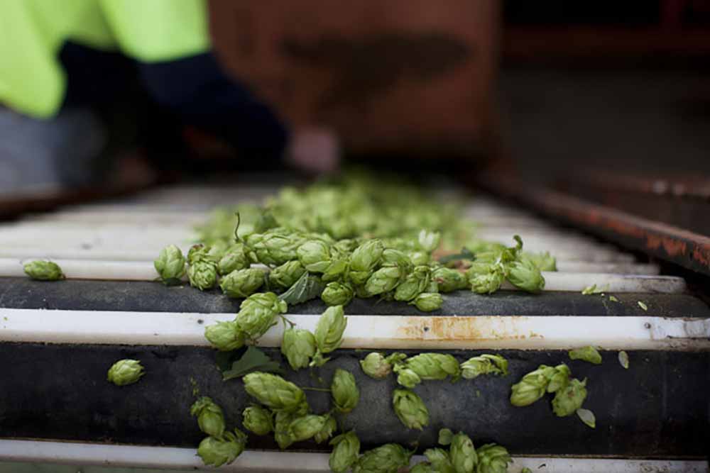 hop products australia hops on conveyor belt