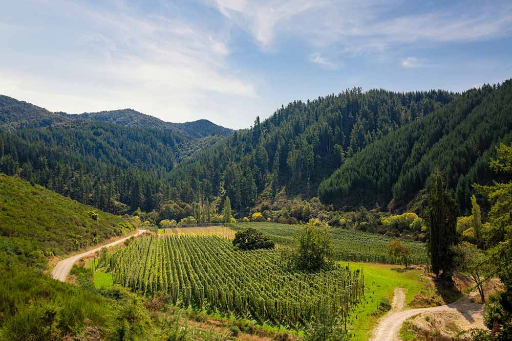 nz hops ltd hop field