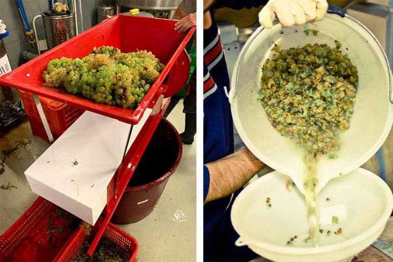 What Is Italian Grape Ale? • Hop Culture