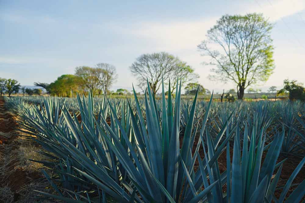 el pintor tequila blue agave plant