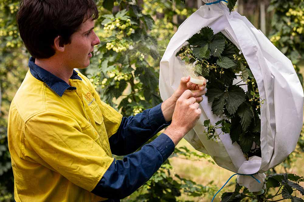 hop products australia cross pollination