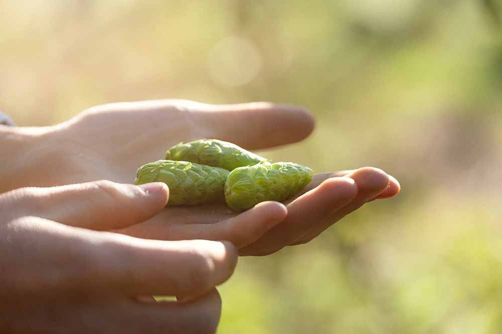 hop products australia hop cones