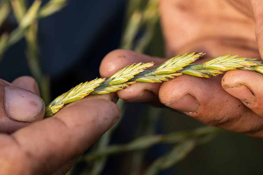 kernza sourcing fresh harvested 